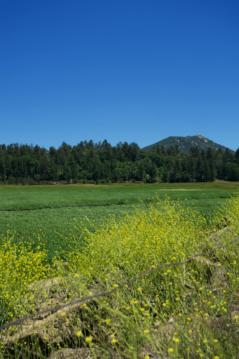 Mustard Grass with a Mountain Behind
